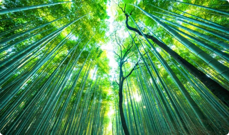 臺灣橫跨北迴歸線，高聳的山脈，氣候多元，也使各地因其風土性質而發展出不同的生活型態、不同的竹種與文化。