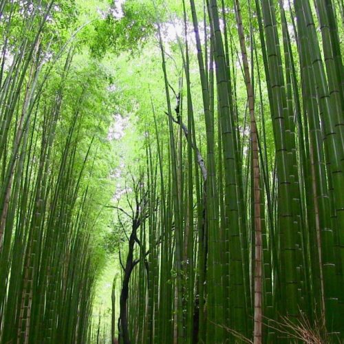 Ecology and habitats of bamboo in Taiwan