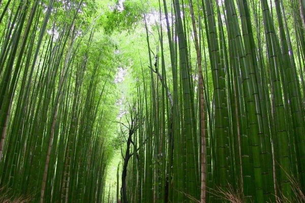 Ecology and habitats of bamboo in Taiwan